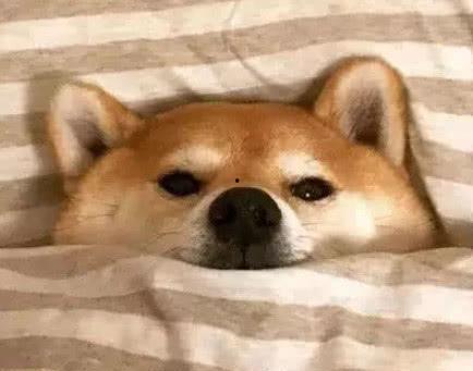 柴犬打架吃瓜群众,围观群众“吃瓜”现场