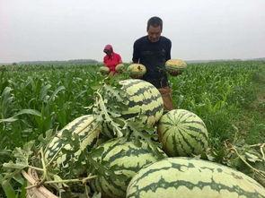 七零群众的吃瓜,那些年我们一起追的“瓜”