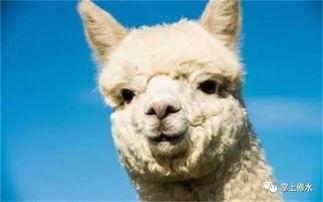 吃瓜群众搞笑动物,萌态百出，笑料连连