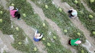 吃瓜群众石松,揭秘娱乐圈幕后故事