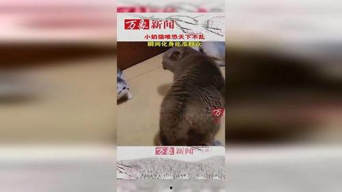 吃瓜群众的猫咪看打架,吃瓜群众围观打架现场